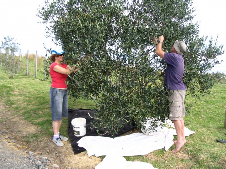 Ara Roa Olive Harvest