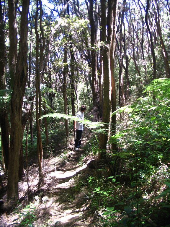 Bush Walks at The Guest House