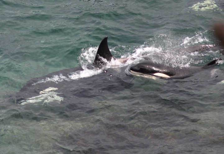 Orca Mum and Calf