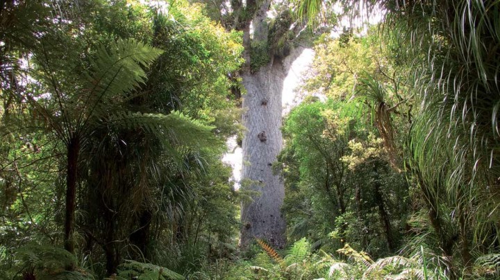 Tane Mahuta at Waipoua forest