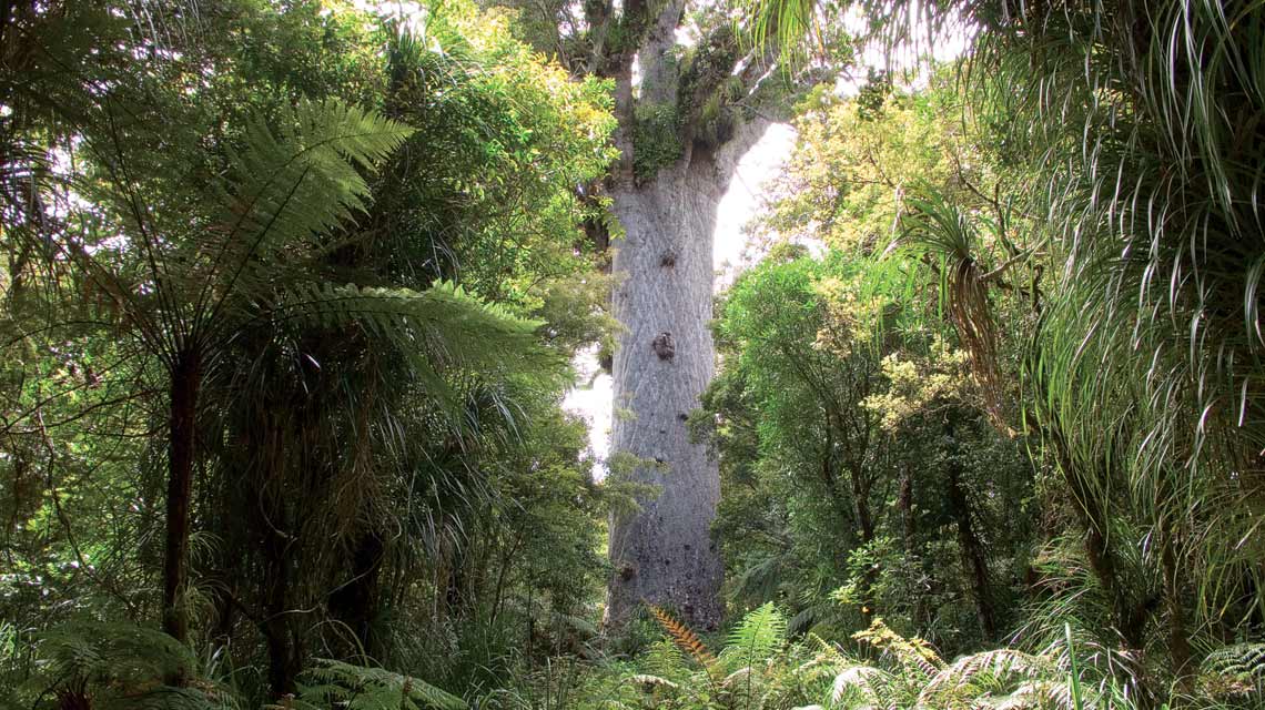 Tane Mahuta at Waipoua forest