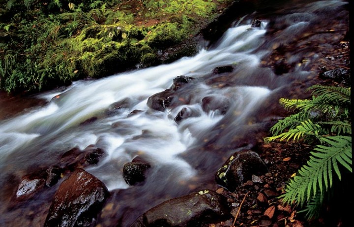Waipoua Forest Stream