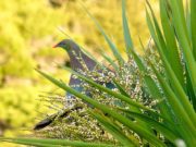 wood-pigeon-kereru