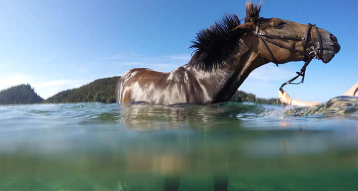 swimming with horses