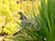 Native New Zealand Birdlife