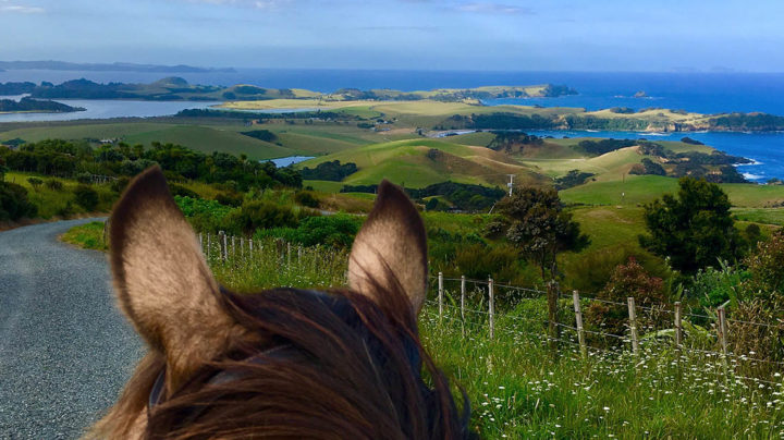 Horse looking to the view while out on a horse trek in Northland