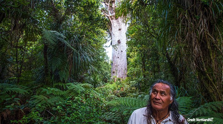 Maori man standing by Tane Mahuta a Kauri tree in the Waipoua Forest