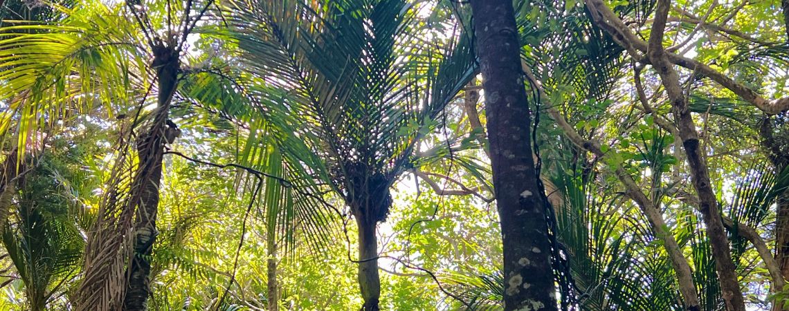 Northland forest bathing