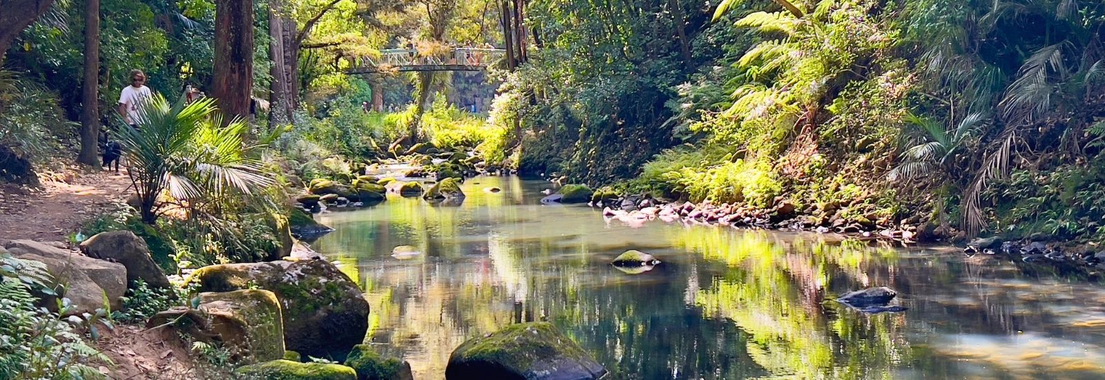 Whangarei Falls AH Reed walk
